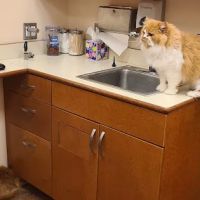 Vetco Vaccination Clinic ico