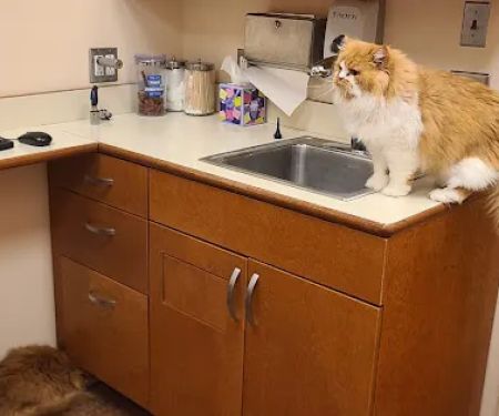 Vetco Vaccination Clinic