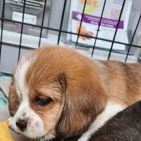 PetJoy Care ico