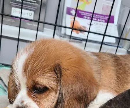 PetJoy Care
