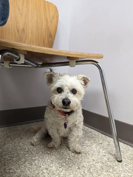 Plumtrees Animal Hospital Picture 10