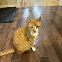 Plumtrees Animal Hospital ico