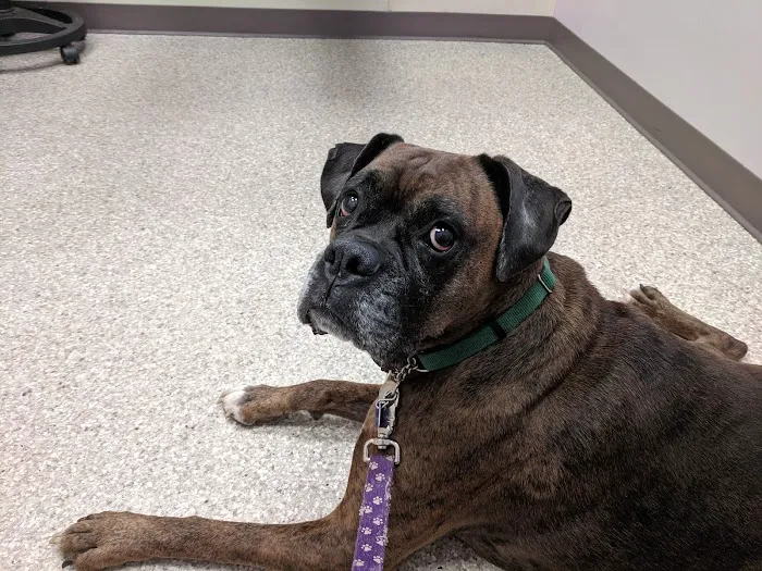 Plumtrees Animal Hospital Picture 7