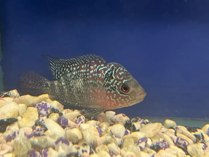 Ramirez Pet Shop Picture 9