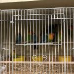 Ramirez Pet Shop