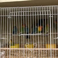Ramirez Pet Shop ico