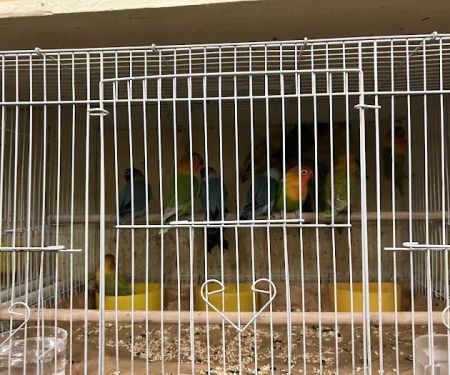 Ramirez Pet Shop