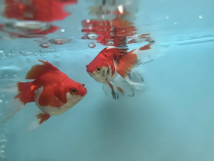 Ramirez Pet Shop Picture 5