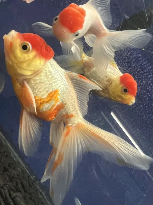 Ramirez Pet Shop Picture 2
