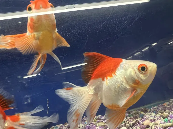 Ramirez Pet Shop Picture 8