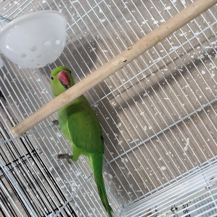 Damasco pet shop Picture 2