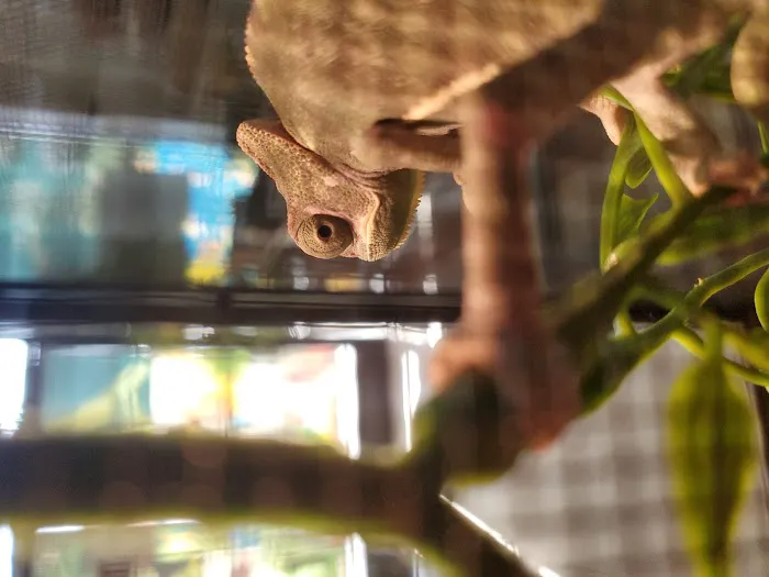 Damasco pet shop Picture 1