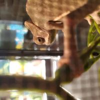 Damasco pet shop ico