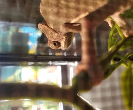 Damasco pet shop