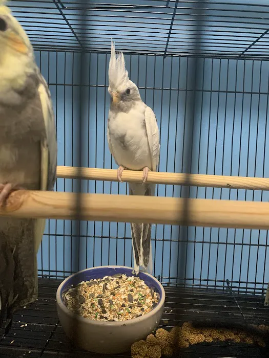 Damasco pet shop Picture 5