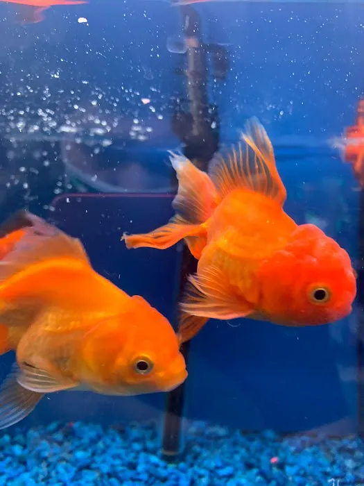 Damasco pet shop Picture 8