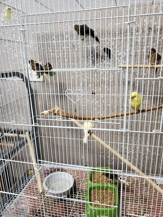 Damasco pet shop Picture 7