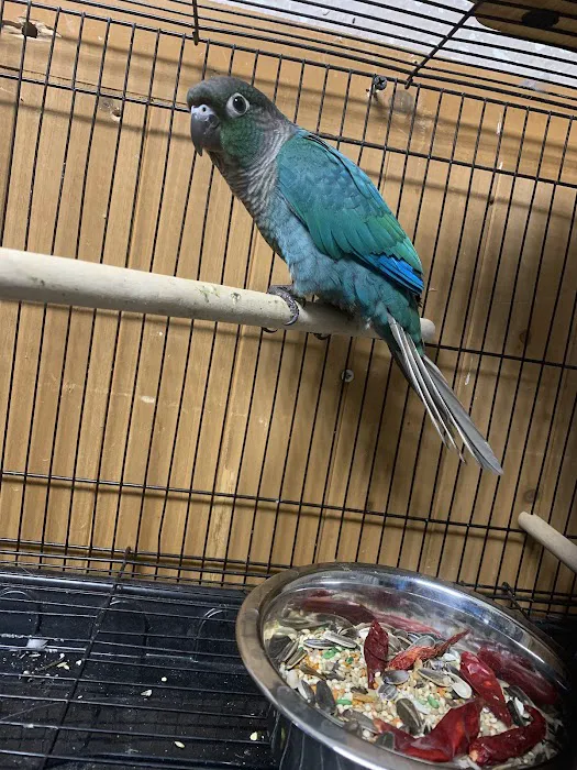 Damasco pet shop Picture 4