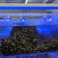 Harry's Marine Life ico