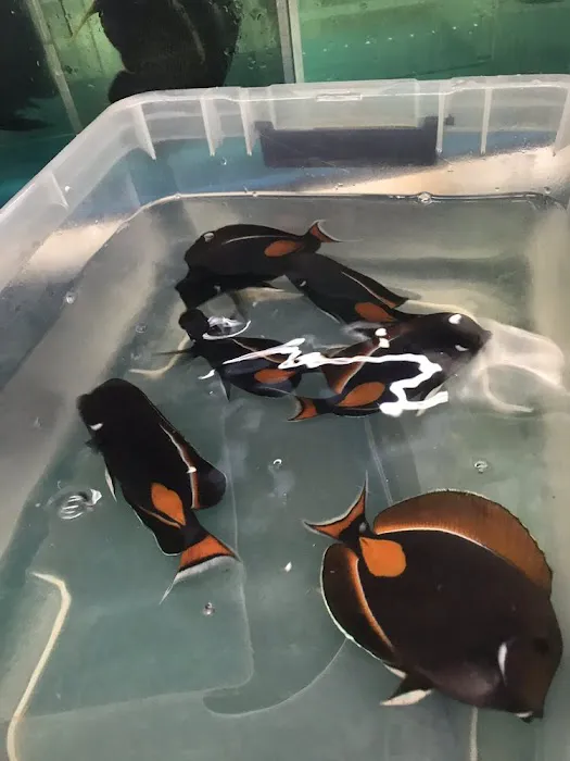 Harry's Marine Life Picture 2