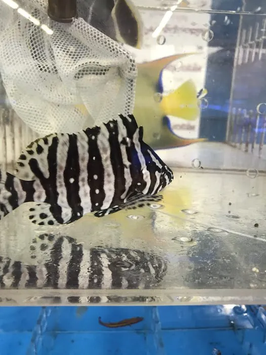 Harry's Marine Life Picture 3