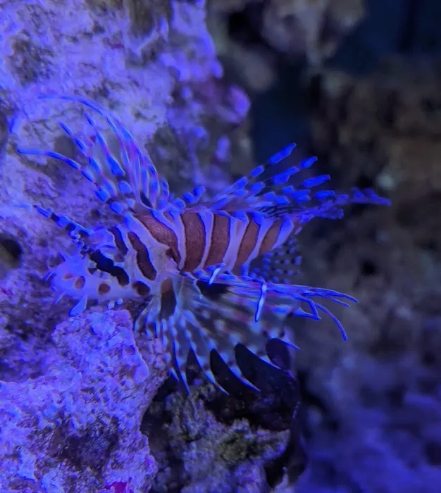 Blue Zoo Aquatics Picture 1