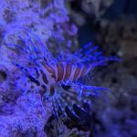 Blue Zoo Aquatics