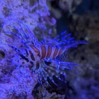 Blue Zoo Aquatics ico