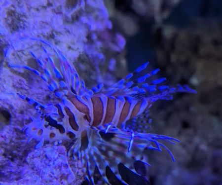 Blue Zoo Aquatics