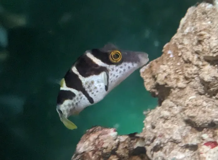 Blue Zoo Aquatics Picture 2
