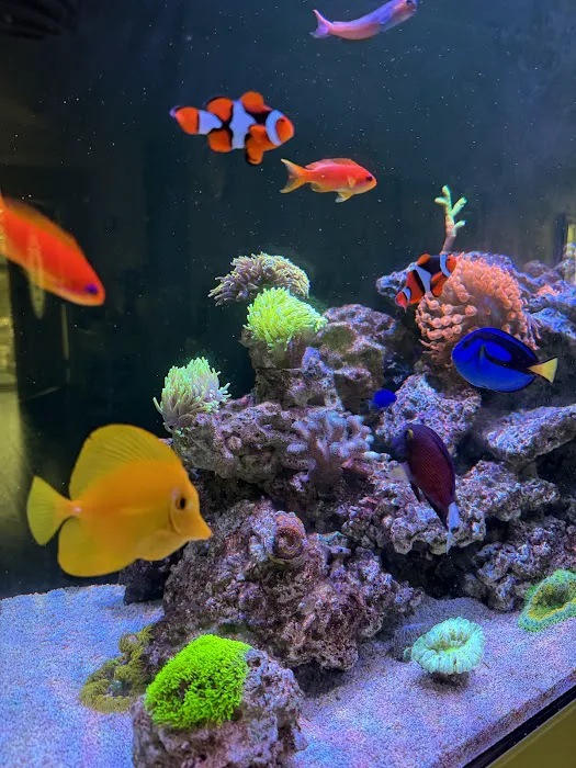 Coral Nerd | Saltwater Fish & Coral Store Picture 9
