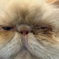 Armour Veterinary Ophthalmology ico