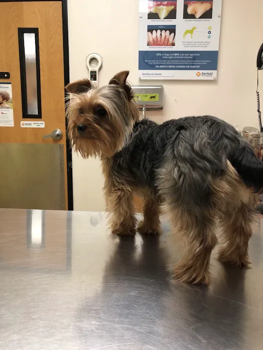 Banfield Pet Hospital Picture 8