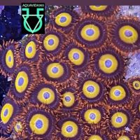 Aquavida365 ico