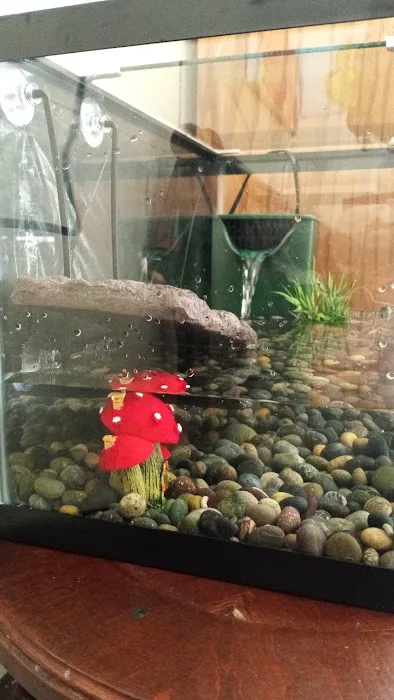 Planet Pet Shop Picture 1