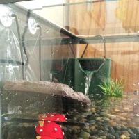 Planet Pet Shop ico