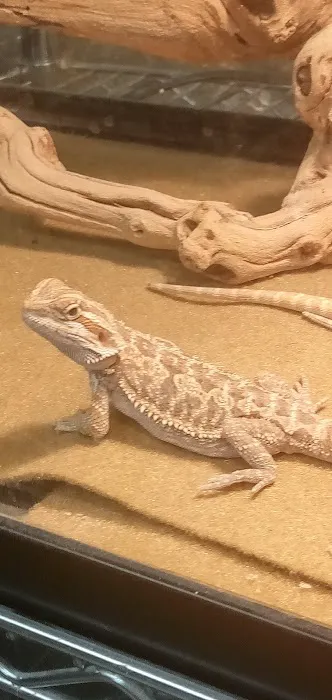 Planet Pet Shop Picture 2