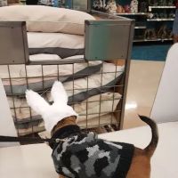 Petco ico