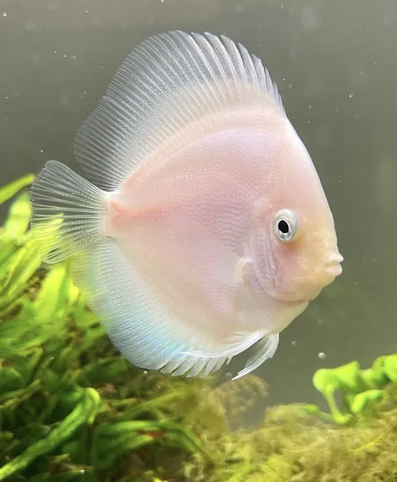 Liahona Tropical Fish Picture 2