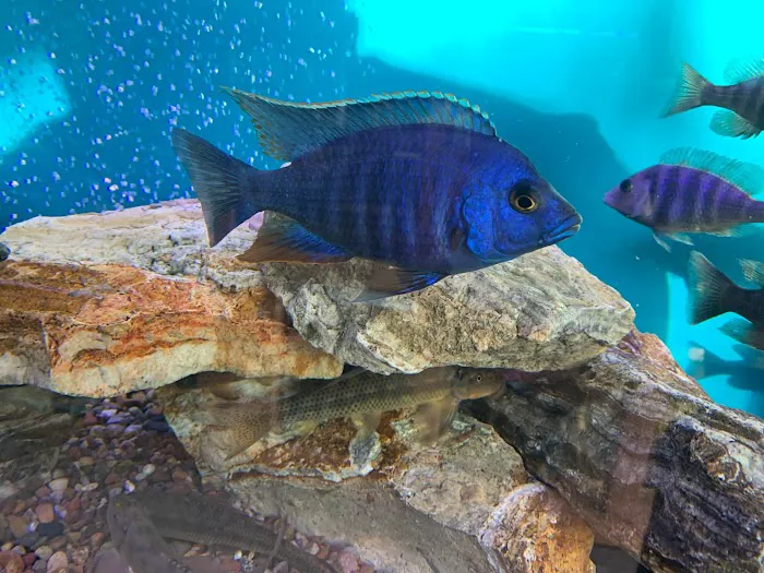 Liahona Tropical Fish Picture 3