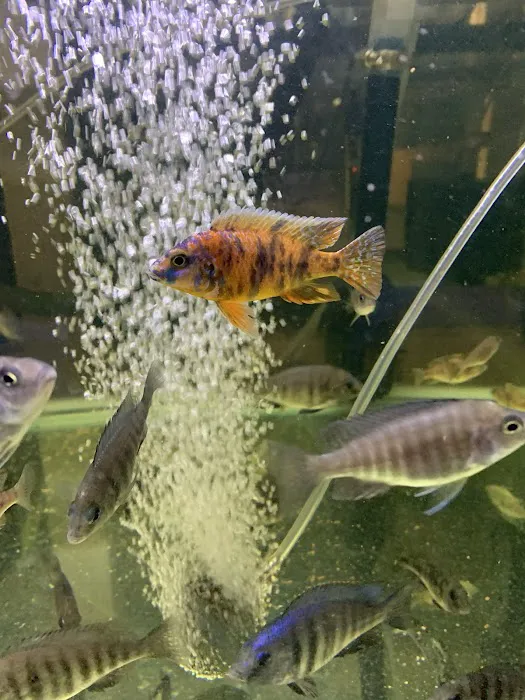 Liahona Tropical Fish Picture 4