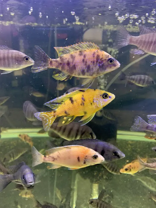 Liahona Tropical Fish Picture 5