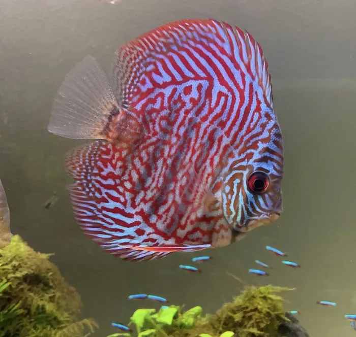 Liahona Tropical Fish Picture 7