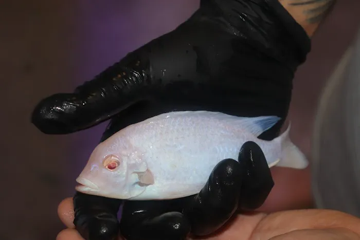 Liahona Tropical Fish Picture 8