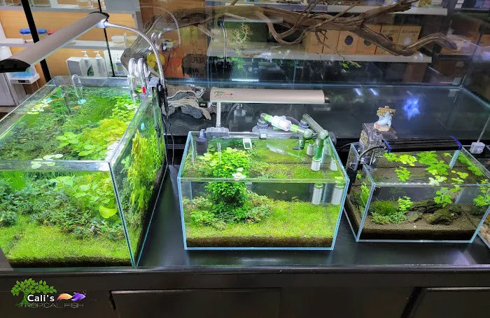 Cali's Tropical Fish Picture 5