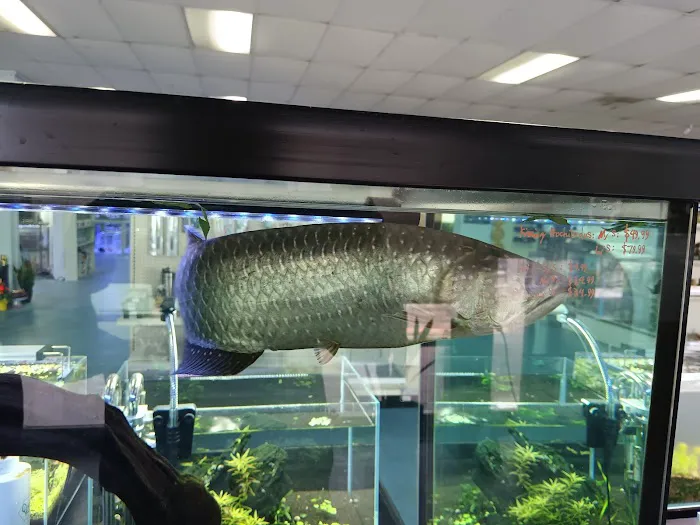 Cali's Tropical Fish Picture 2