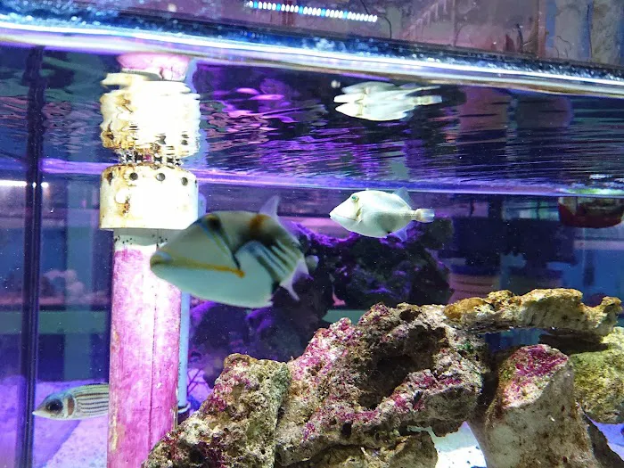 Cali's Tropical Fish Picture 4