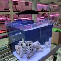 Cali's Tropical Fish ico