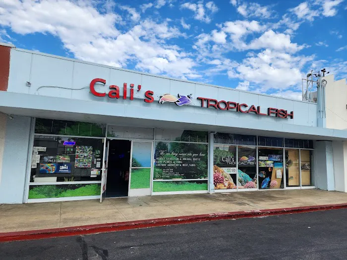 Cali's Tropical Fish Picture 7