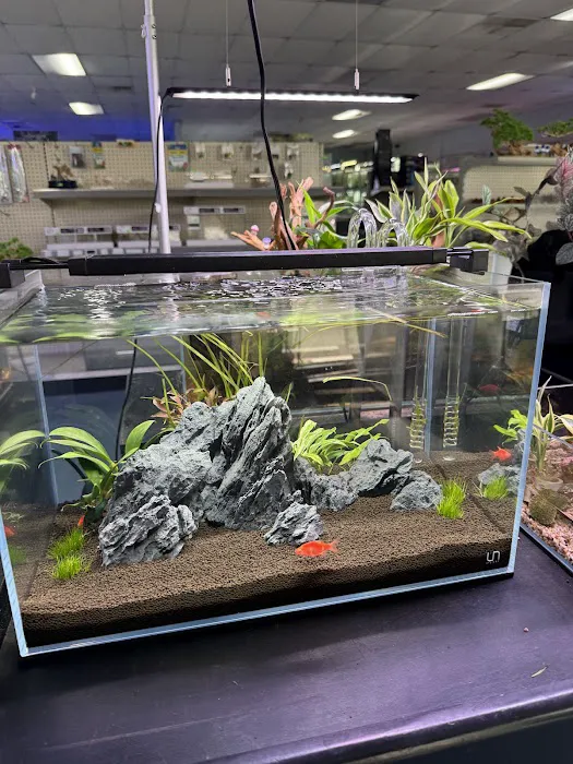 Cali's Tropical Fish Picture 8